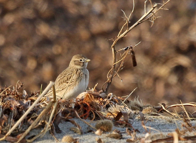 Turkestan Short-toed Lark - ML399094771