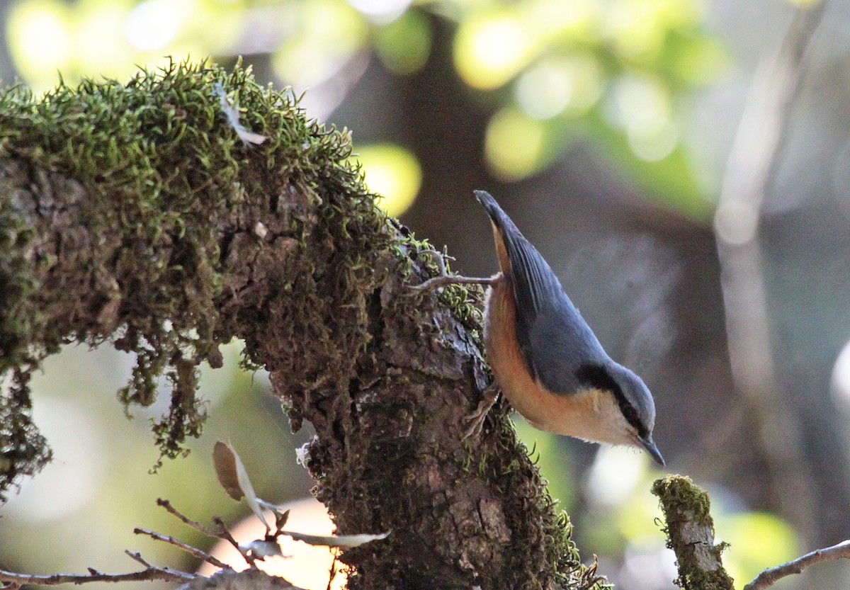 White-tailed Nuthatch - Ricardo Santamaria