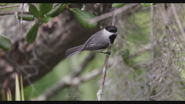 Carolina Chickadee - ML399096261