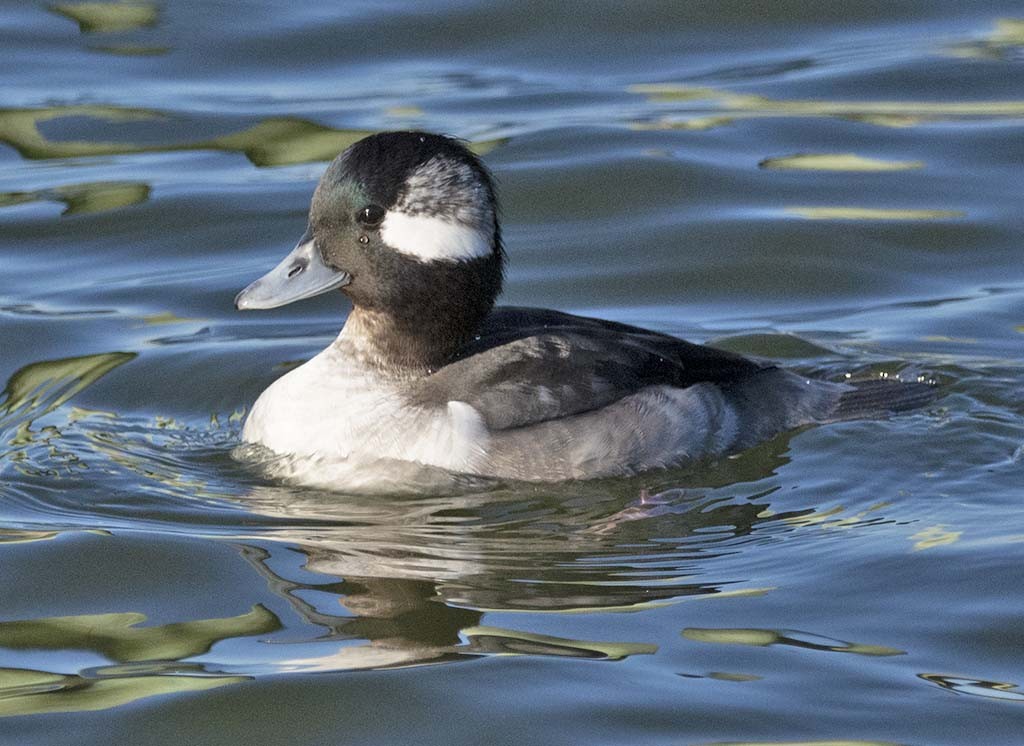 Bufflehead - Hugh Vandervoort