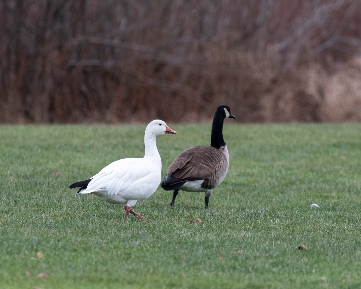 Snow Goose - Rick Brown