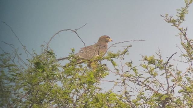 Саранчовый сарыч - ML399102341