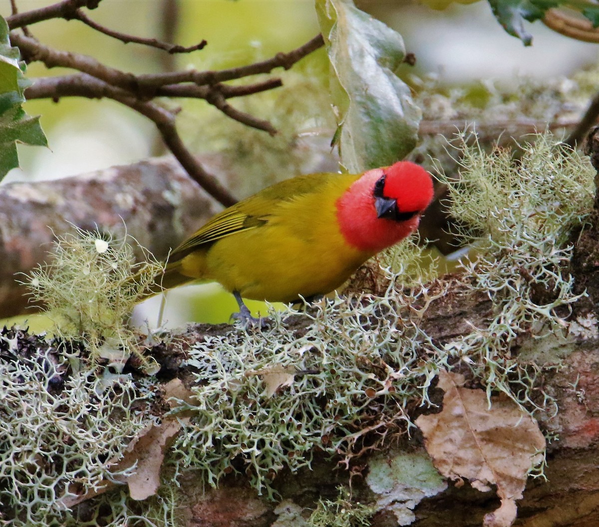 Red-headed Tanager - ML399103351