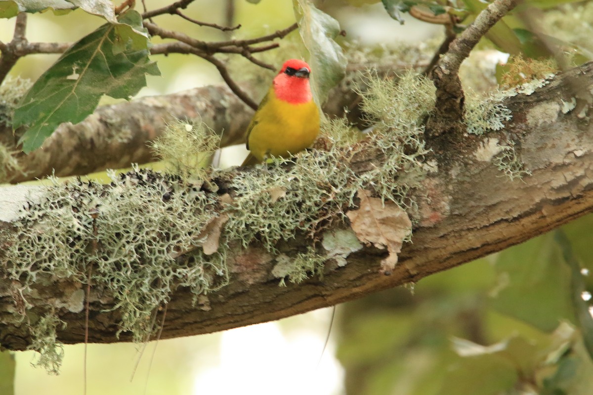Red-headed Tanager - ML399103401