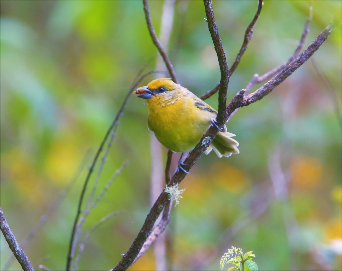 Red-headed Tanager - ML399103521