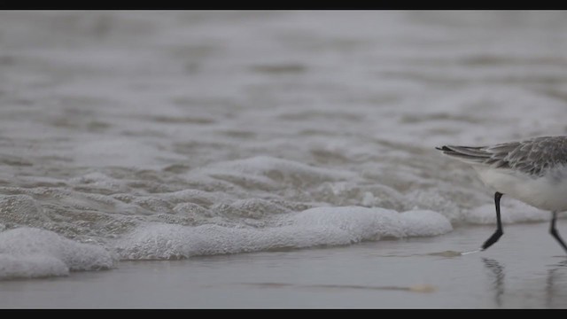 Bécasseau sanderling - ML399104181