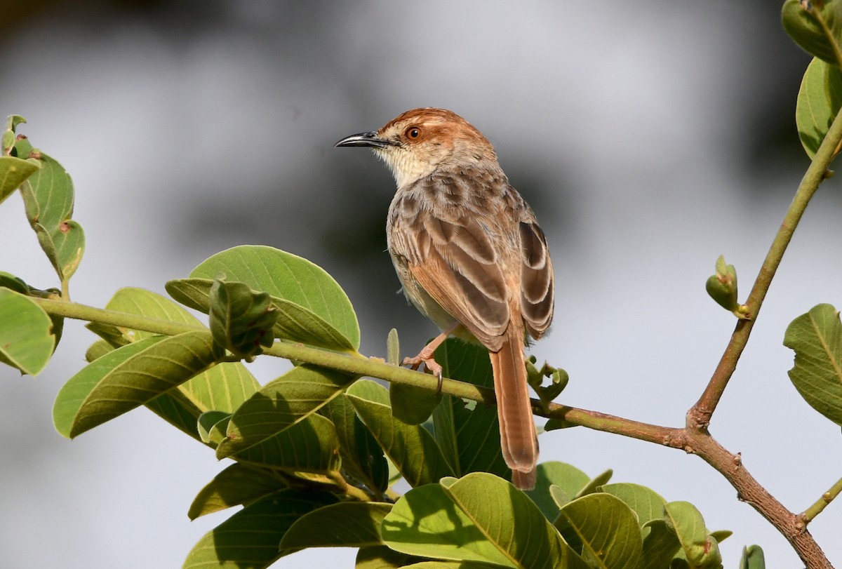 Tinkling Cisticola - ML399104211