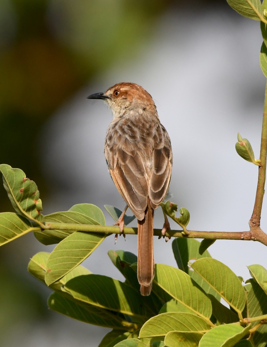 Tinkling Cisticola - ML399104251