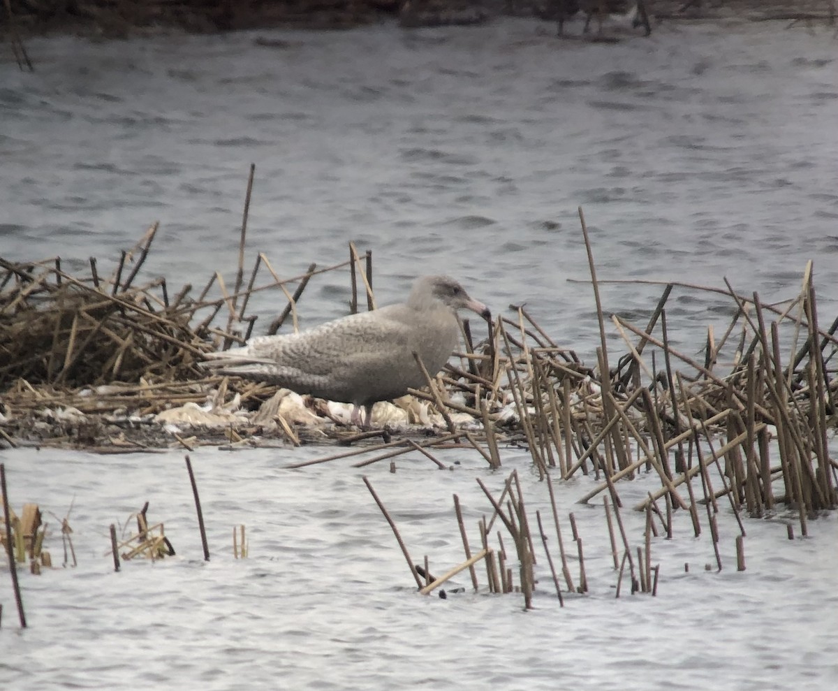 Glaucous Gull - ML399104751