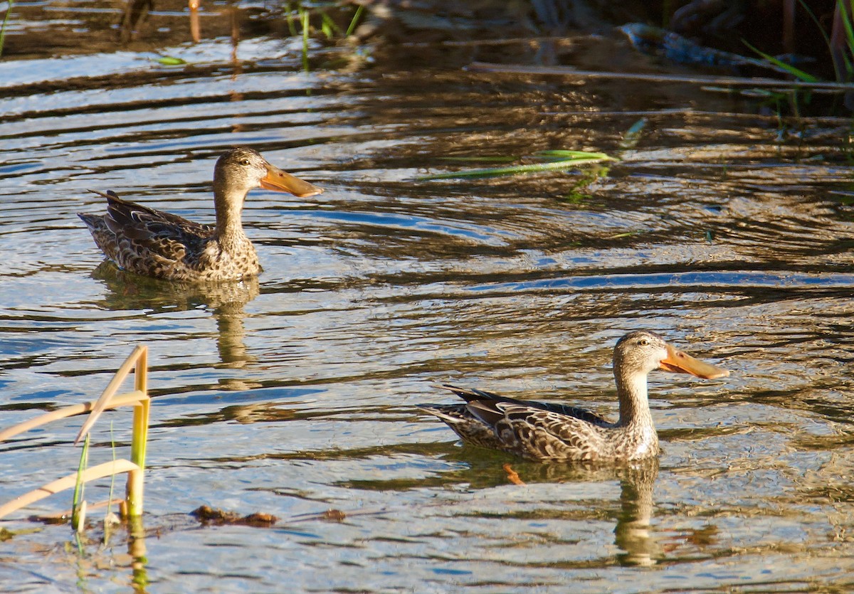 Northern Shoveler - Cheryl & Scott Taylor