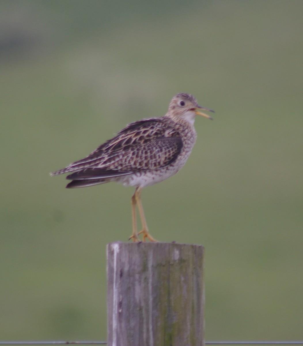 Upland Sandpiper - ML39910781