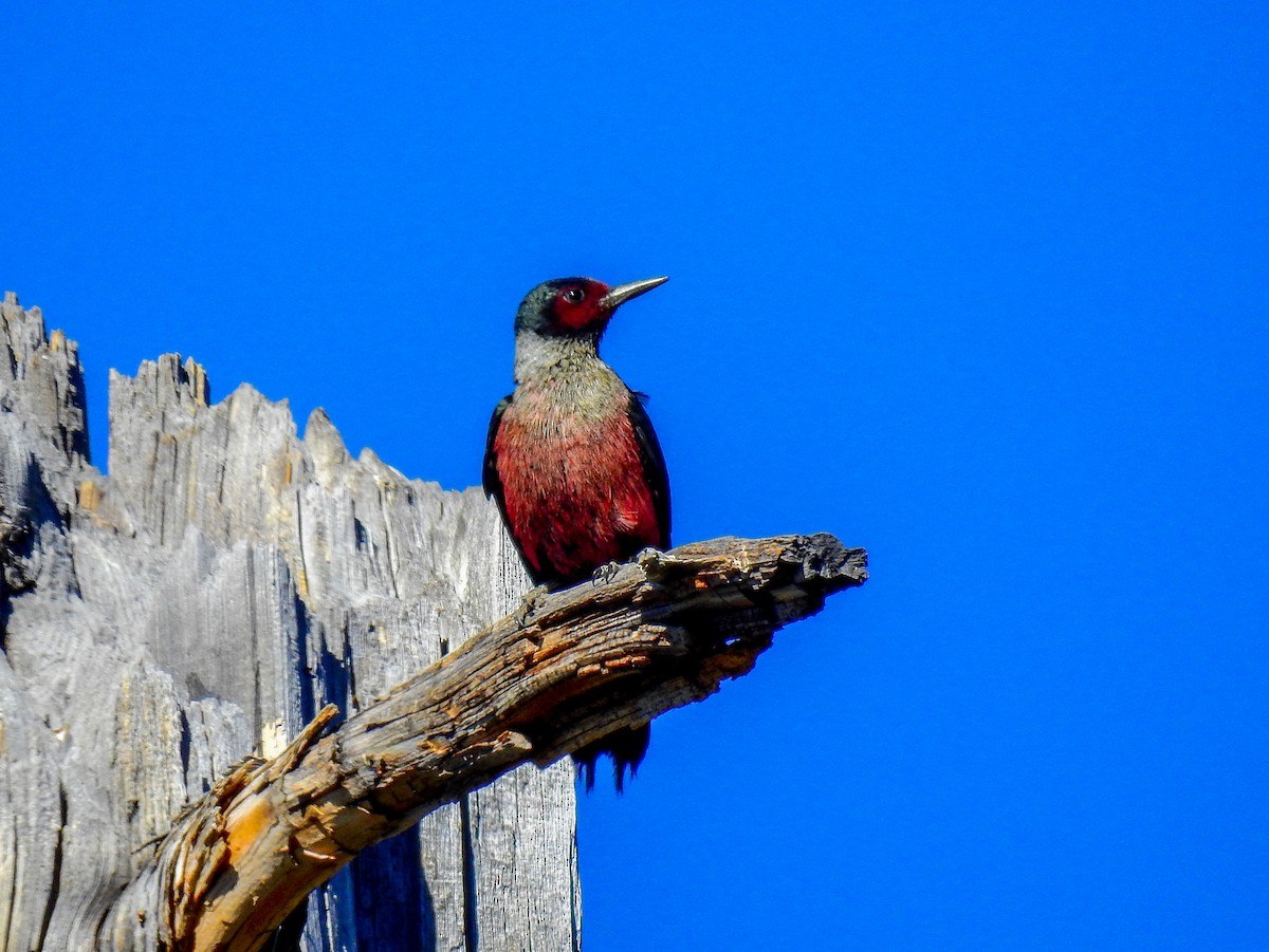 Lewis's Woodpecker - ML399108701