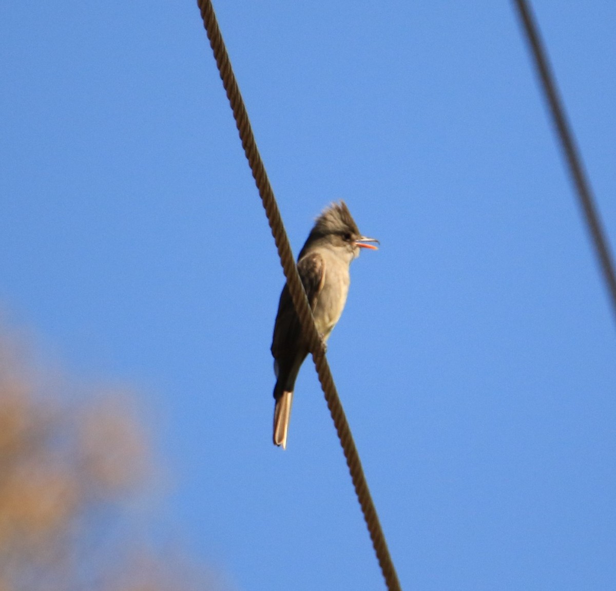 Greater Pewee - ML399109161