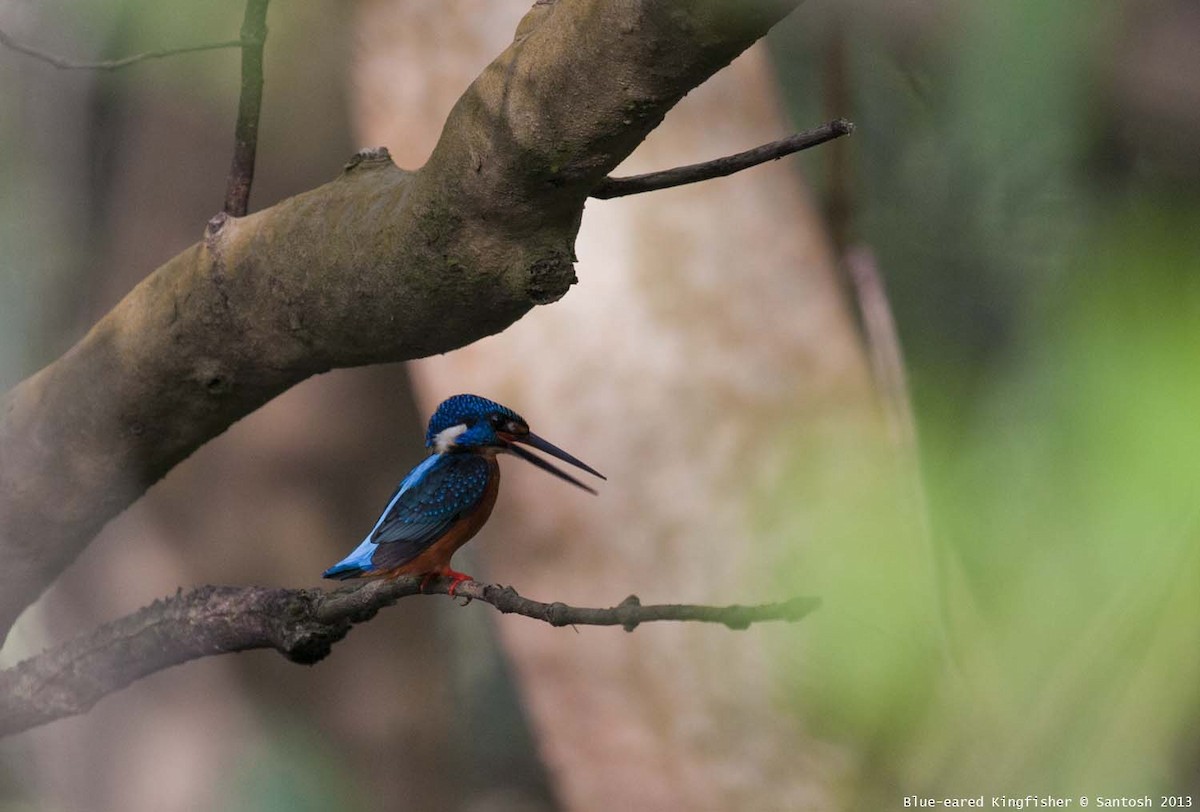 Blue-eared Kingfisher - Santosh Bs