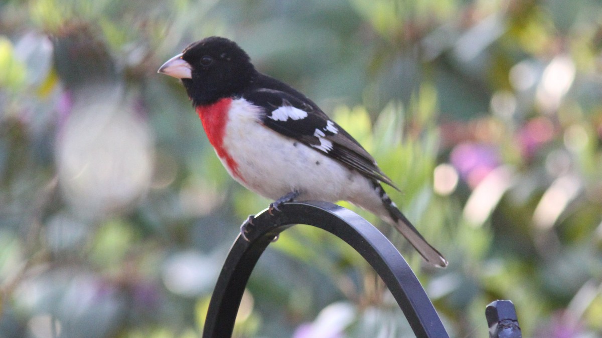 Rose-breasted Grosbeak - Sea Williams