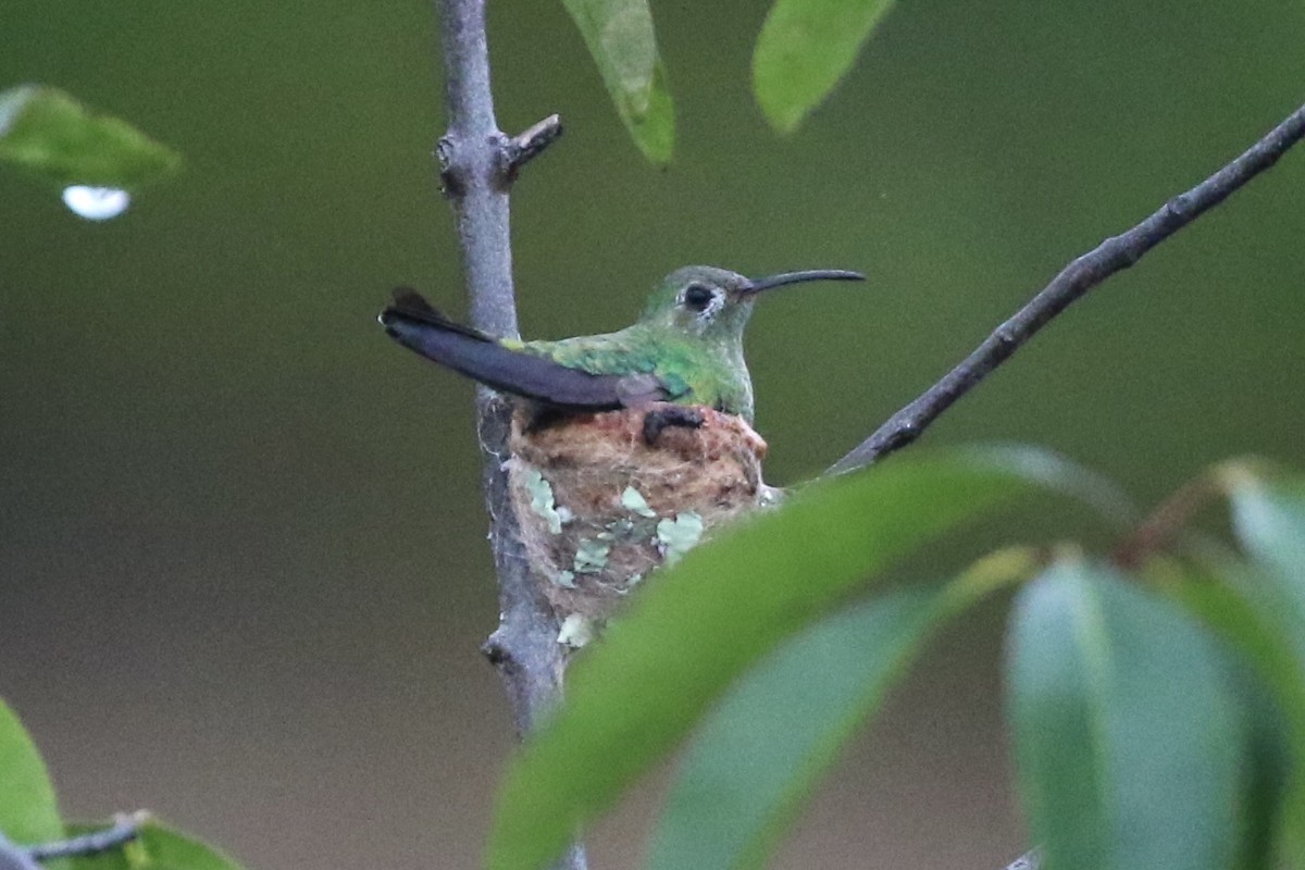 Green-tailed Goldenthroat - Lisa Carol Wolf