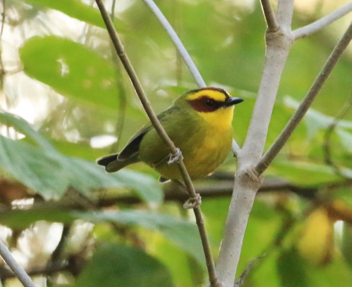 Golden-browed Warbler - ML399110021