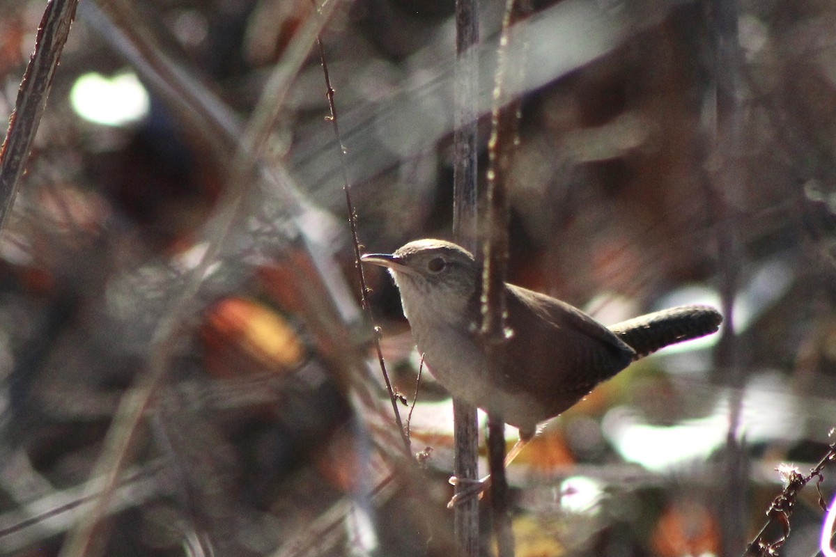 Northern House Wren - ML399110171