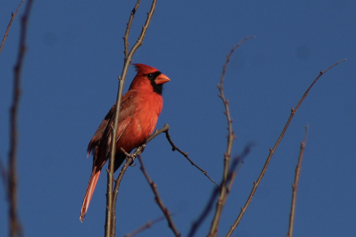 Northern Cardinal - ML399110501