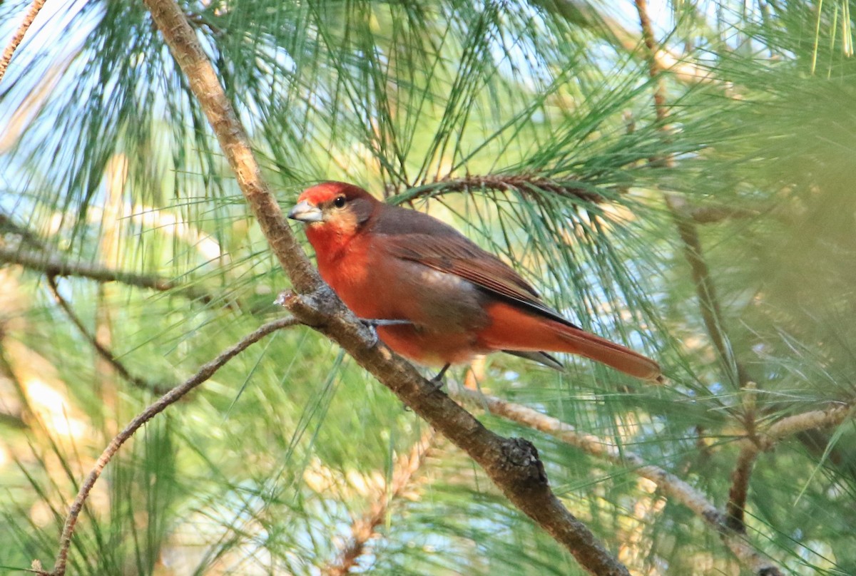 Hepatic Tanager - ML399110671