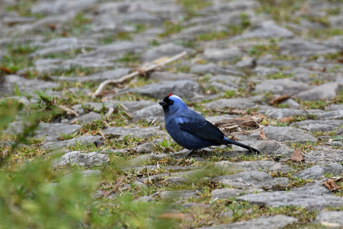 Diademed Tanager - Brian Henderson