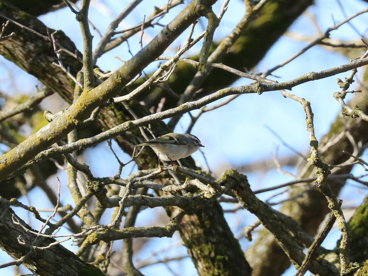 Golden-crowned Kinglet - ML399115241