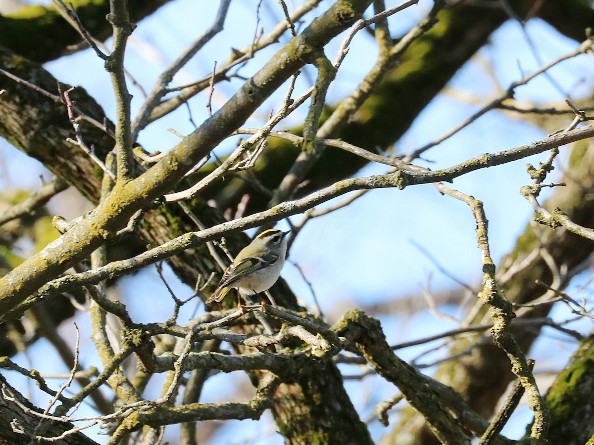 Golden-crowned Kinglet - ML399115261