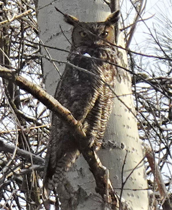 Great Horned Owl - ML399116131