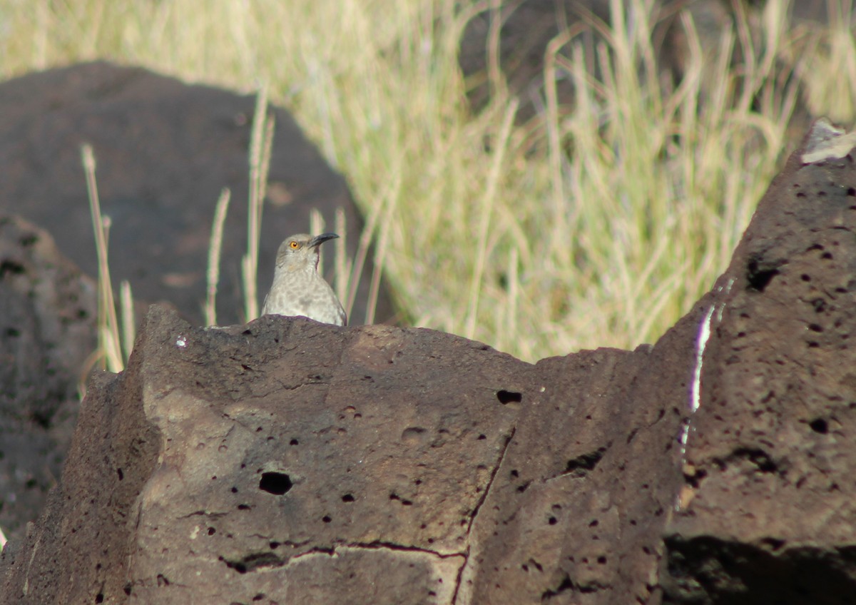 Curve-billed Thrasher - David Lerwill