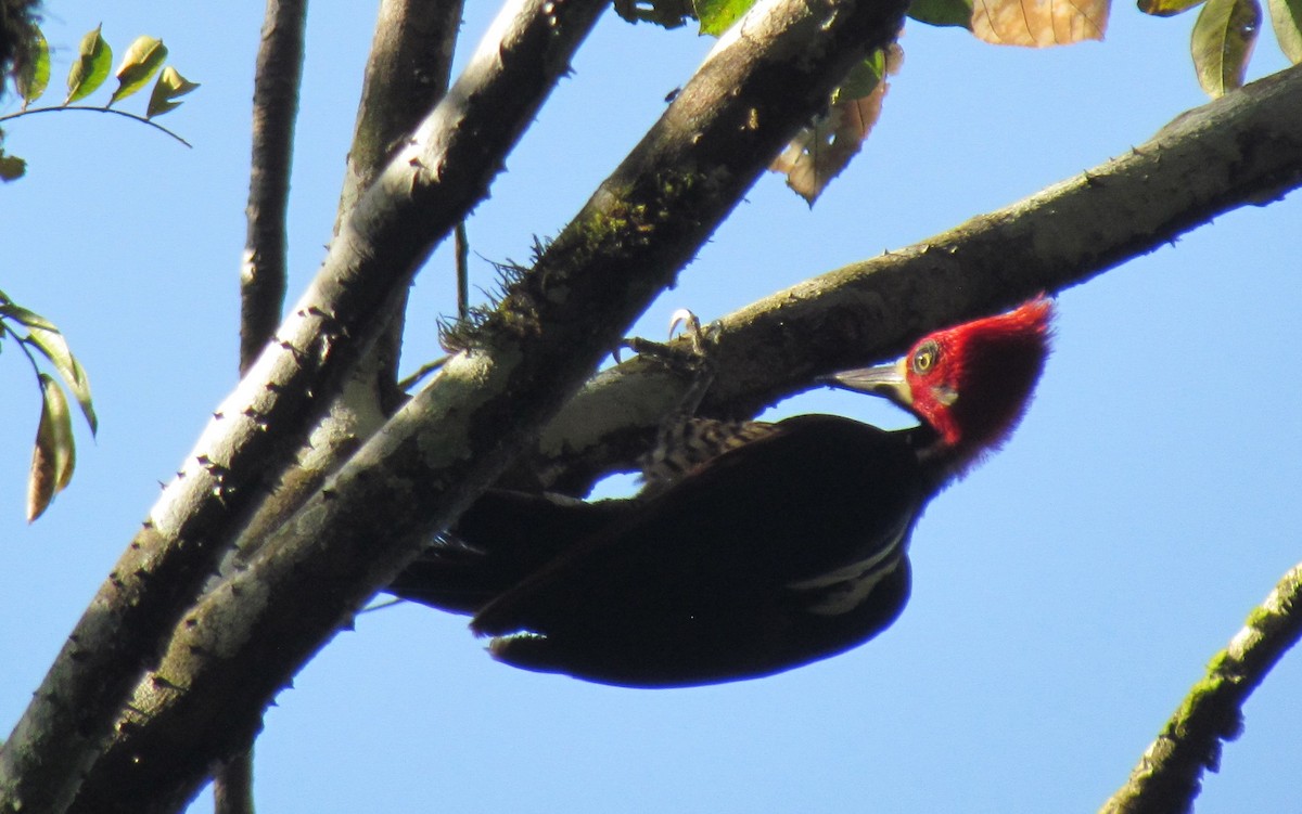 Crimson-crested Woodpecker - ML399118011