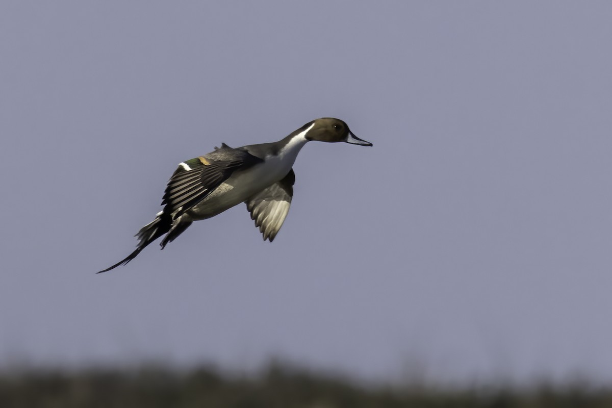 Northern Pintail - ML399120571