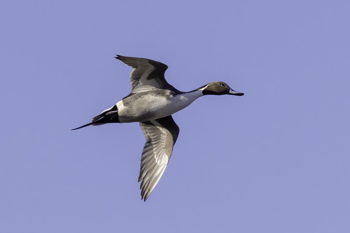 Northern Pintail - ML399120581