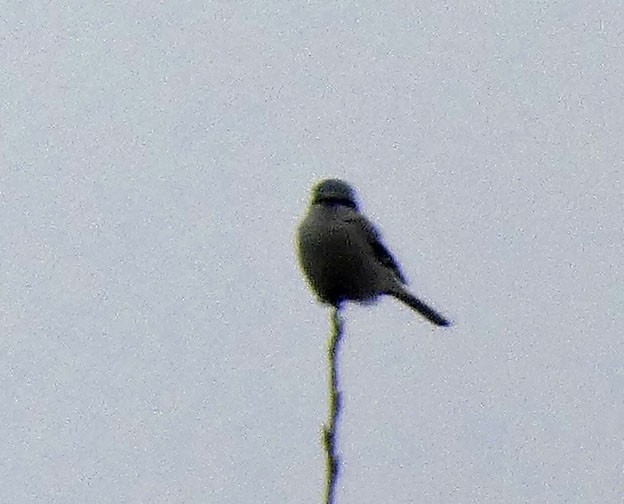 Northern Shrike - ML399120661