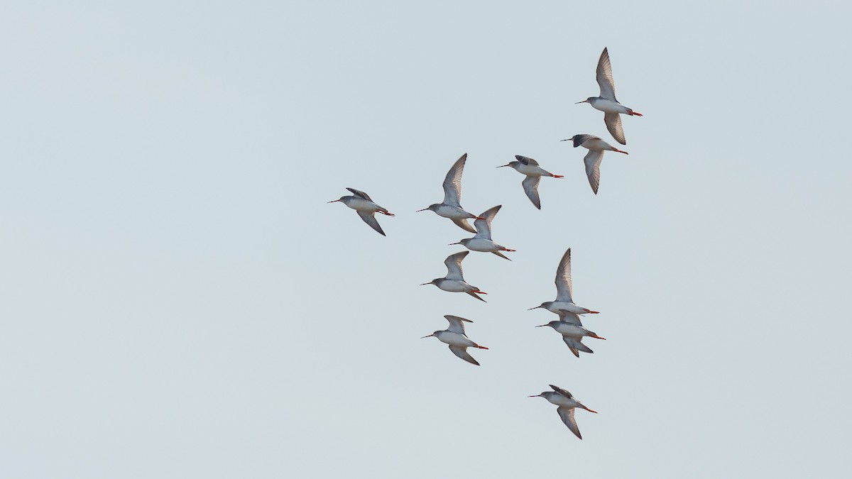 Spotted Redshank - ML399120731