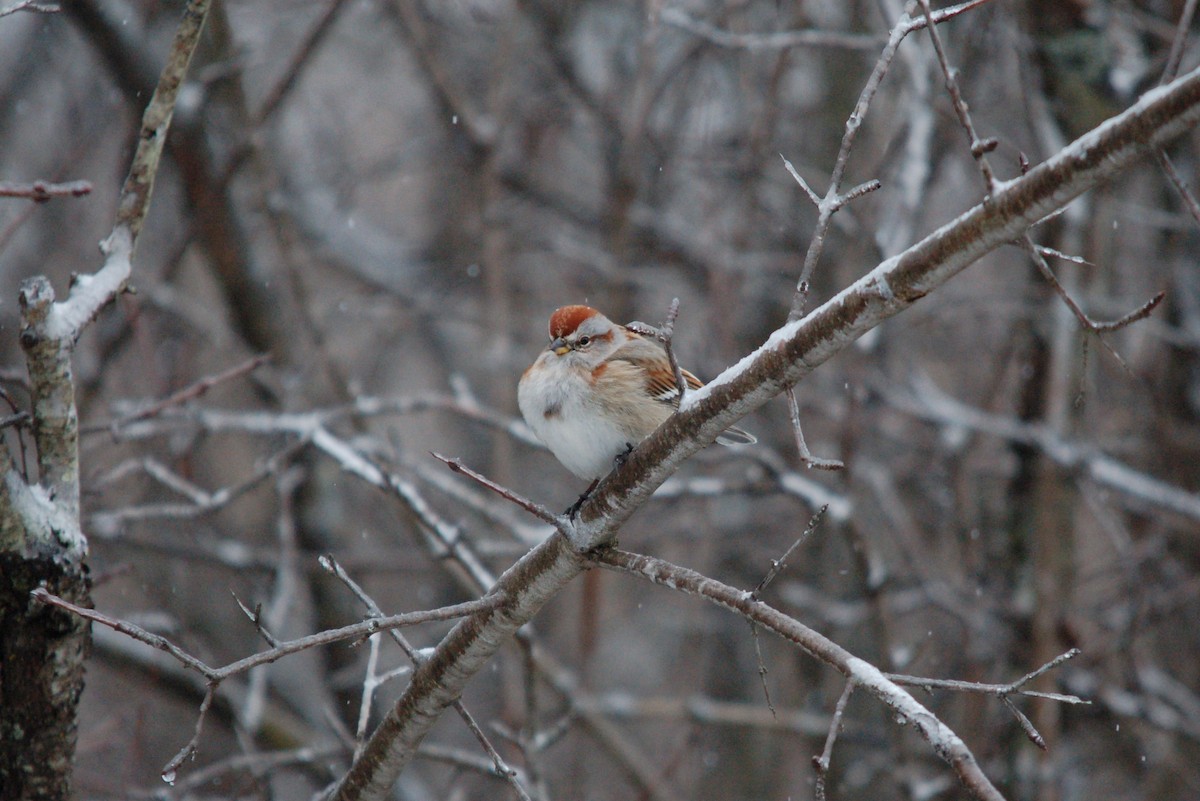 American Tree Sparrow - Kevin Adeli