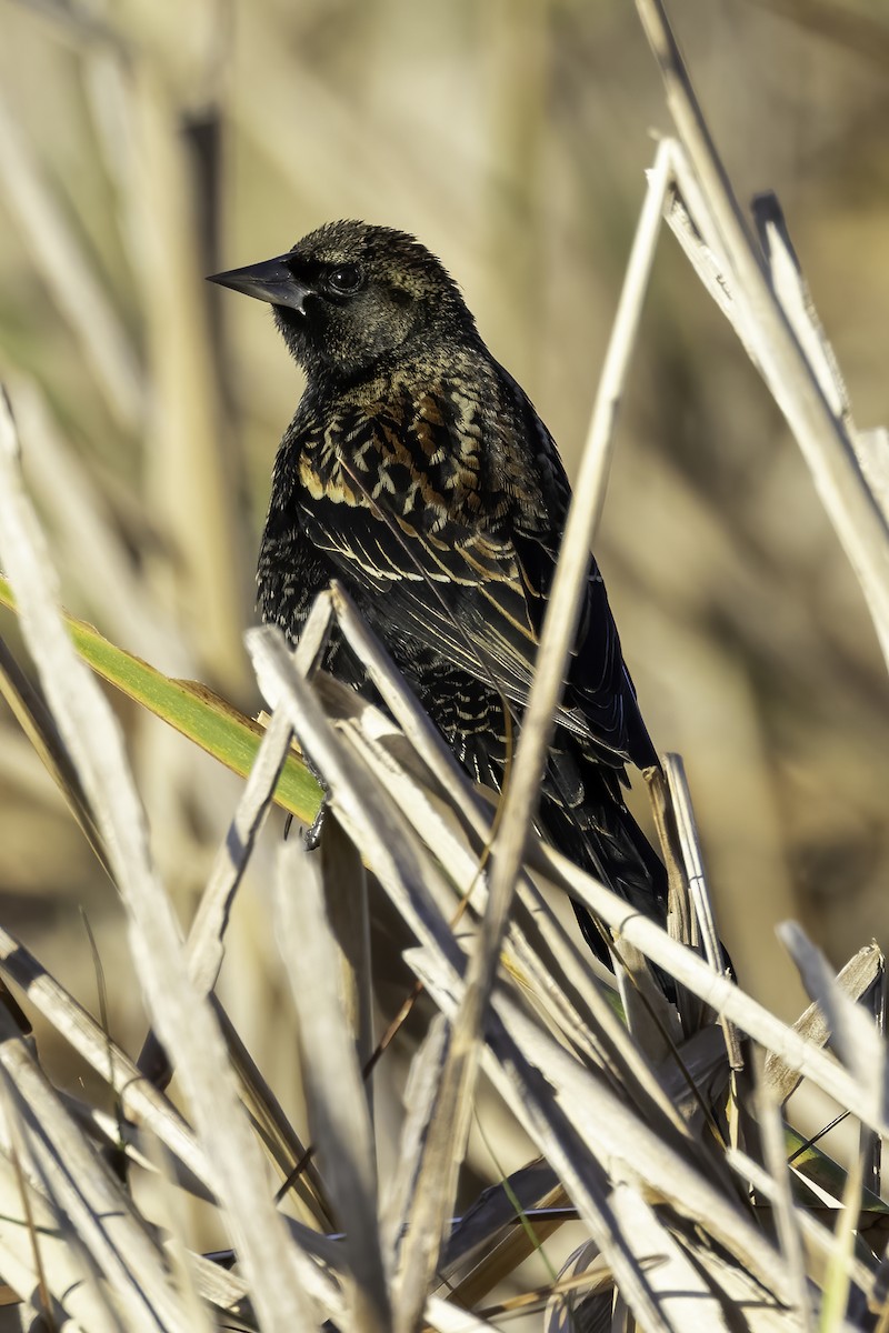 Red-winged Blackbird - ML399122971