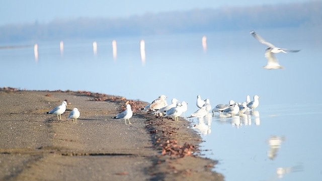 Gaviota Argéntea - ML399124161