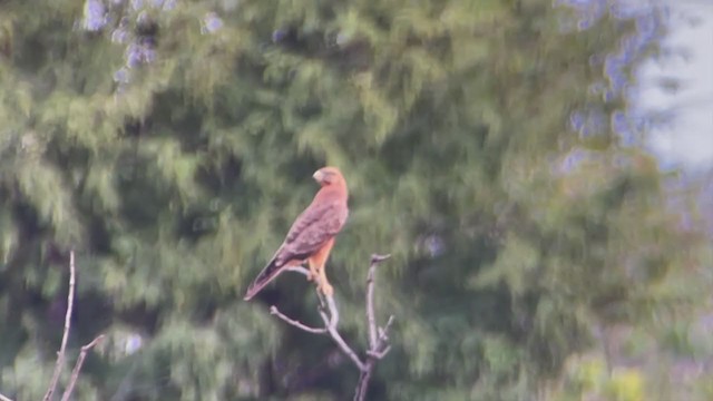 Grasshopper Buzzard - ML399126301