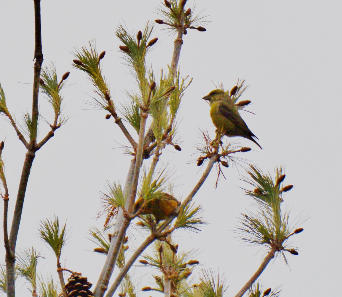 Red Crossbill - ML399127471