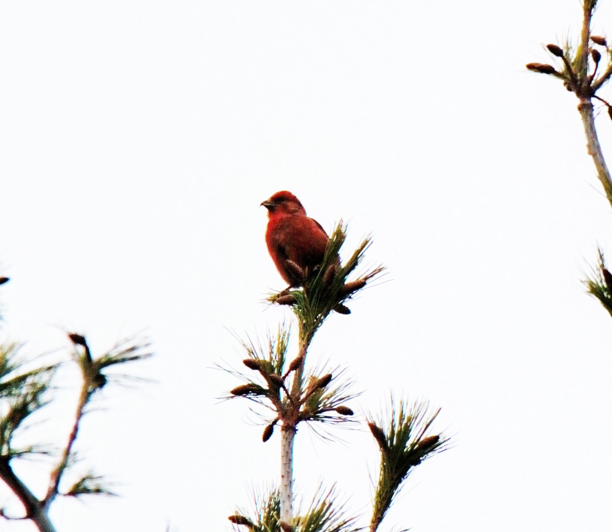 Red Crossbill - ML399127481