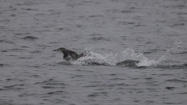 Common Loon - ML399128531