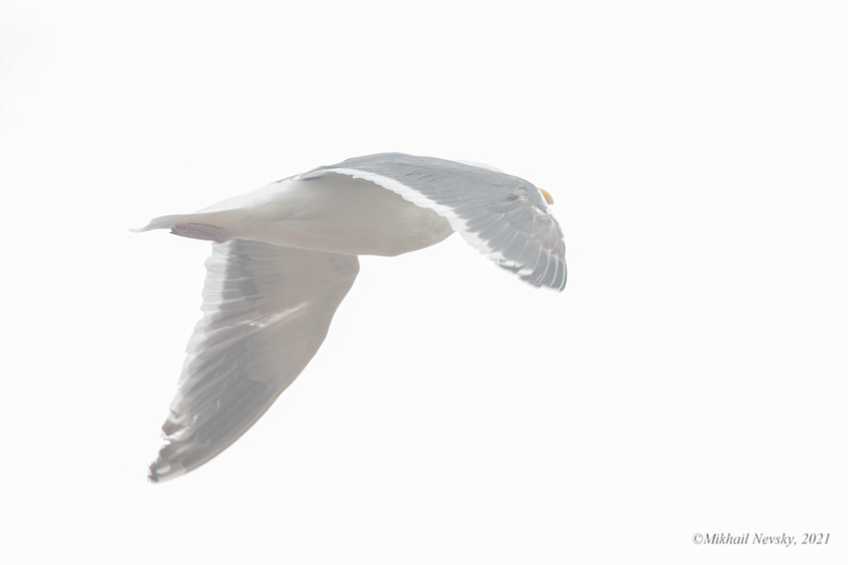 Glaucous-winged Gull - ML399131051