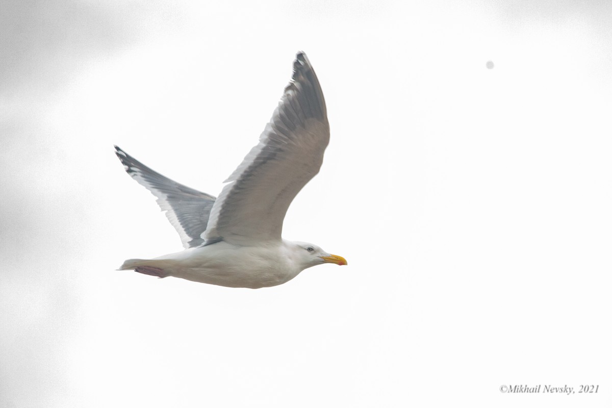 Glaucous-winged Gull - ML399131061