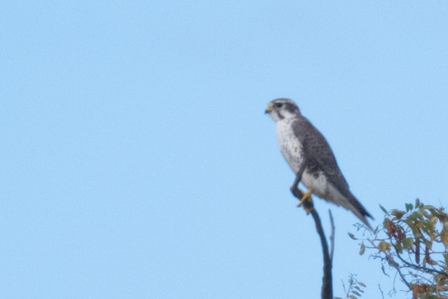 Prairie Falcon - ML399133211