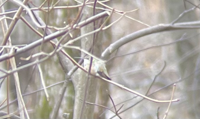 Rufous Hummingbird - Travis Mazerall