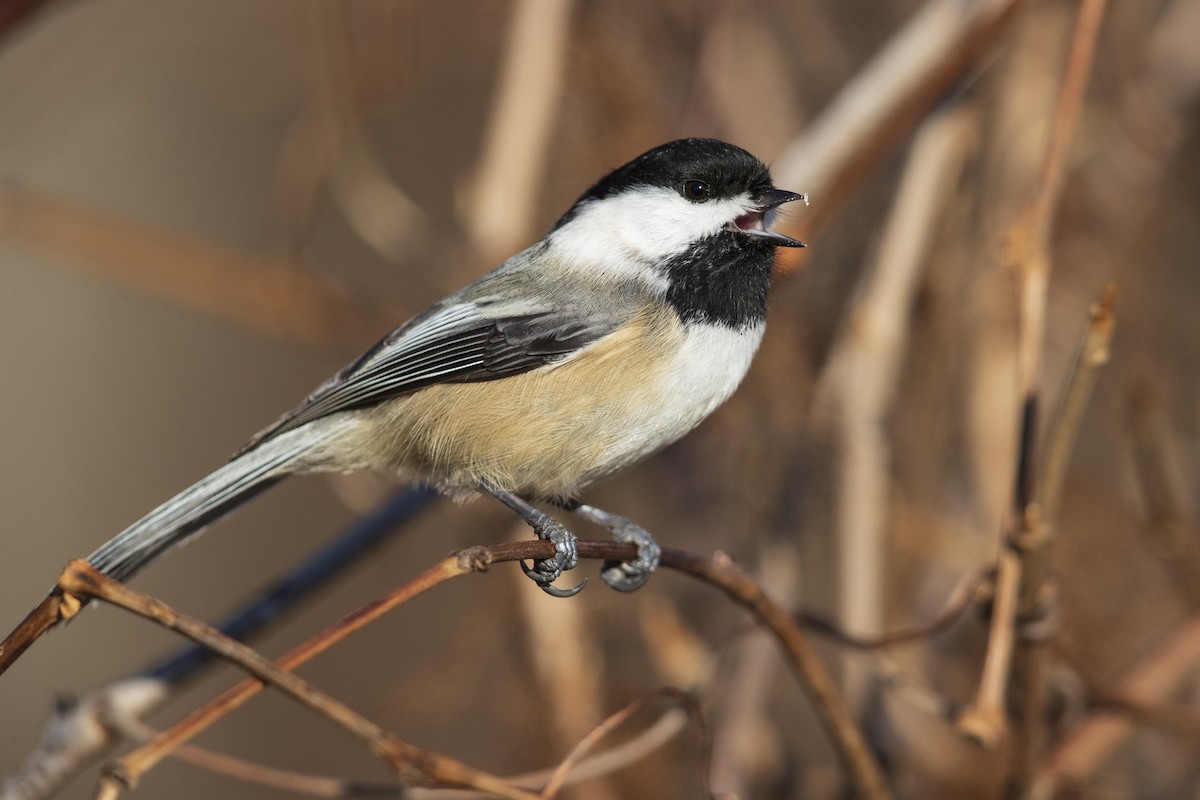 Black-capped Chickadee - Michael Stubblefield