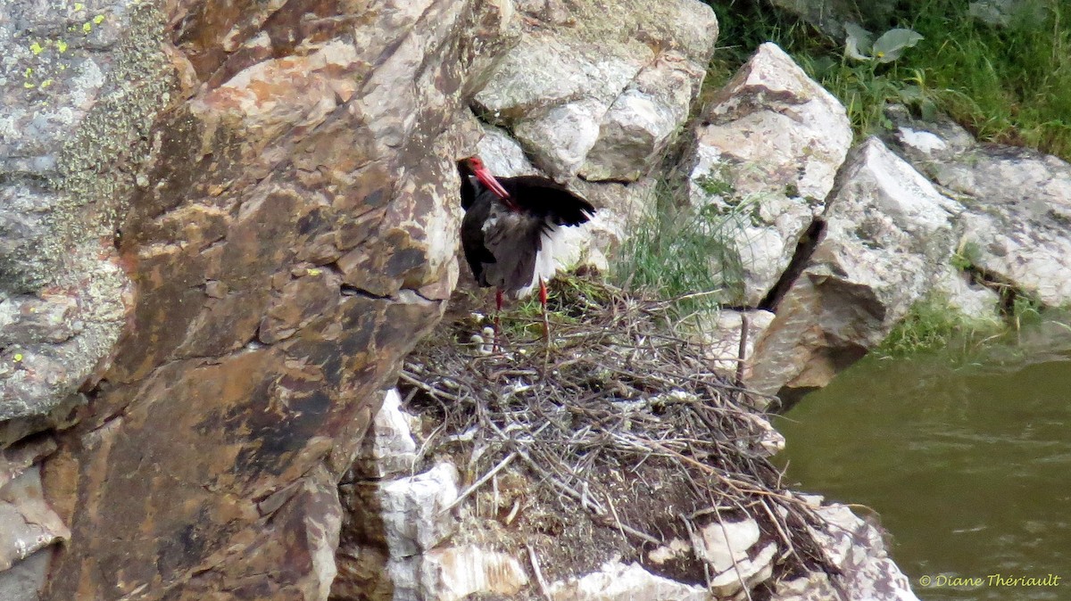 Black Stork - ML39913501