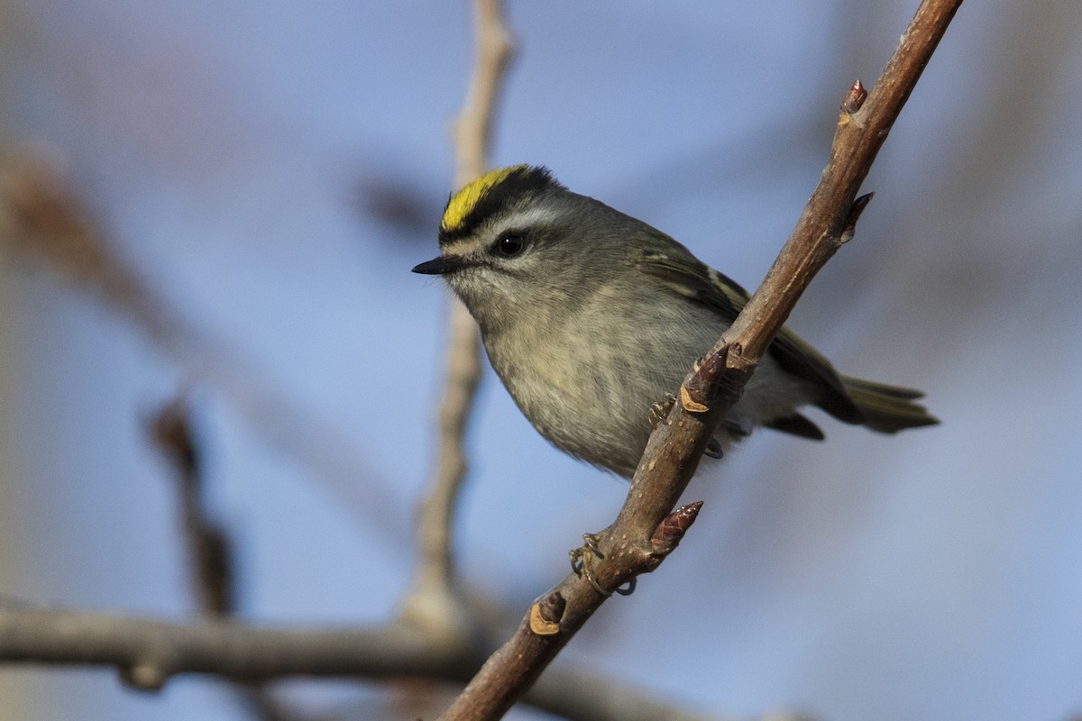 Golden-crowned Kinglet - ML399135191