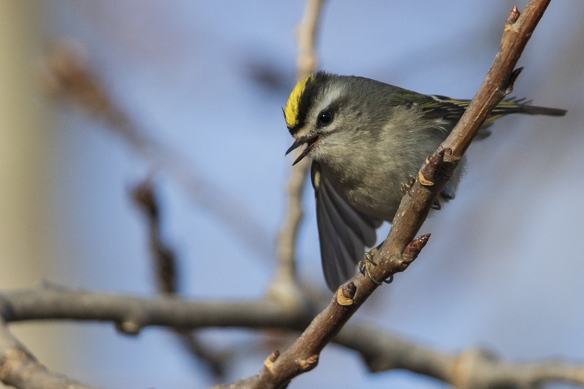 Golden-crowned Kinglet - ML399135211