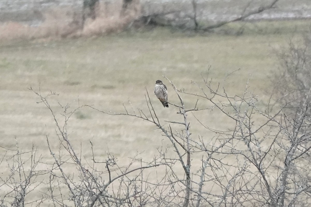 コチョウゲンボウ（columbarius） - ML399135621